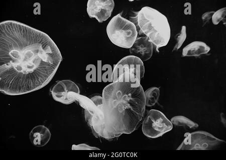 méduses en boîte bioluminescente dans l'aquarium de singapour Banque D'Images