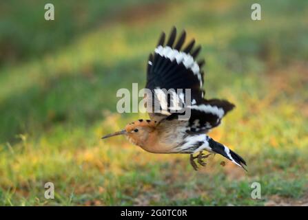 Hope dans les réserves de la faune, les Hoopes sont des oiseaux colorés que l'on trouve en Afrique, en Asie et en Europe, remarquables pour leur "couronne" distinctive de plumes. Banque D'Images