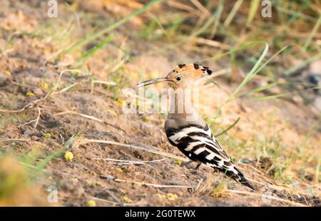 Hope dans les réserves de la faune, les Hoopes sont des oiseaux colorés que l'on trouve en Afrique, en Asie et en Europe, remarquables pour leur "couronne" distinctive de plumes. Banque D'Images