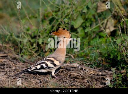 Hope dans les réserves de la faune, les Hoopes sont des oiseaux colorés que l'on trouve en Afrique, en Asie et en Europe, remarquables pour leur "couronne" distinctive de plumes. Banque D'Images