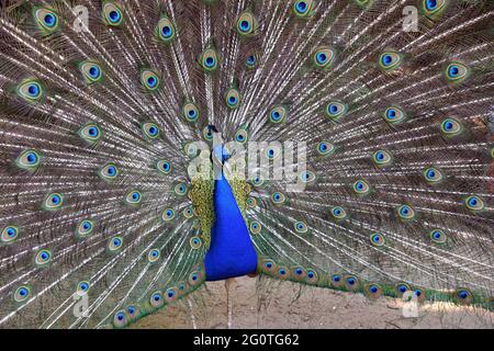 Berlin, Allemagne. 03ème juin 2021. Un paon bat sa roue sur l'île de Peacock. Credit: Bernd Settnik/dpa/Alay Live News Banque D'Images