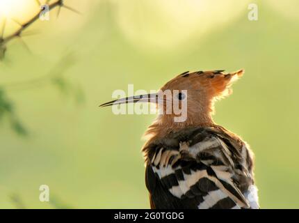 Hope dans les réserves de la faune, les Hoopes sont des oiseaux colorés que l'on trouve en Afrique, en Asie et en Europe, remarquables pour leur "couronne" distinctive de plumes. Banque D'Images