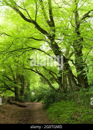 Un pont traversant des arbres de hêtre (Fagus sylvatica) à Mendip Lodge Wood dans le paysage national de Mendip Hills, Upper Langford, North Somerset, Angleterre. Banque D'Images