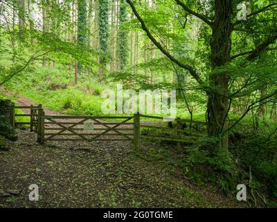 Entrez dans la forêt à Dolebury Warren dans le paysage national de Mendip Hills, Upper Langford, North Somerset, Angleterre. Banque D'Images