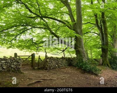 Une porte dans un mur de pierre sèche sur Dolebury Warren depuis Mendip Lodge Wood dans le paysage national des collines de Mendip, Upper Langford, North Somerset, Angleterre. Banque D'Images