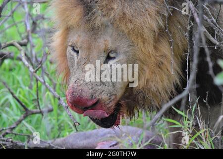 Parc national Kruger, Afrique du Sud. Banque D'Images