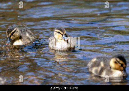 Mallard esquivant dans l'eau en regardant la caméra, tandis que ses frères et sœurs flottent à proximité Banque D'Images