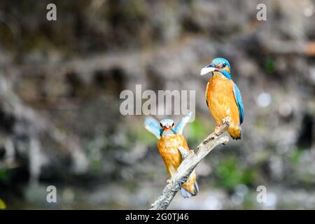 La cour du kingfisher (Alcedo atthis). Les mâles et les femelles s'assoient sur une branche. Le mâle a un poisson pour la femelle comme cadeau. Banque D'Images