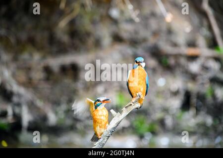 La cour du kingfisher (Alcedo atthis). Les mâles et les femelles s'assoient sur une branche. Le mâle a un poisson pour la femelle comme cadeau. Banque D'Images