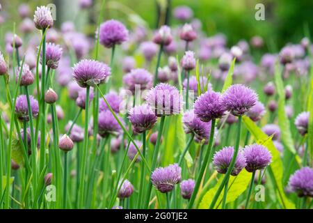 Allium schoenoprasum. La floraison de la ciboulette dans un jardin anglais Banque D'Images