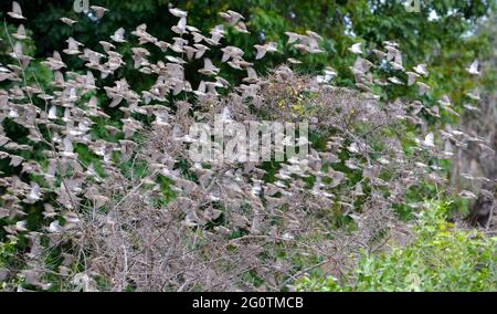 Troupeau de Red=Quéléa à bec, finches volant dans le parc national Kruger, en Afrique du Sud. Banque D'Images