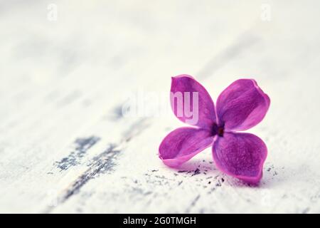 Image macro de la petite fleur de lilas. Un pétale lilas violet. Fleur de Syringa sur bois blanc. Banque D'Images