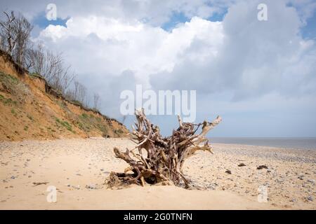 Arbre tombé sur la plage à Covehithe dans le Suffolk causé par l'érosion côtière Banque D'Images