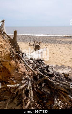 Arbre tombé sur la plage à Covehithe dans le Suffolk causé par l'érosion côtière Banque D'Images