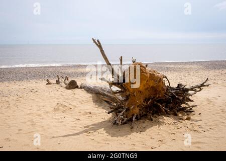 Arbre tombé sur la plage à Covehithe dans le Suffolk causé par l'érosion côtière Banque D'Images