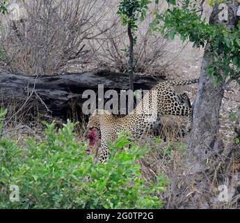 Léopard sautant hors de l'arbre avec des restes d'impala dans Mouth.Kruger National Park, Afrique du Sud. Banque D'Images