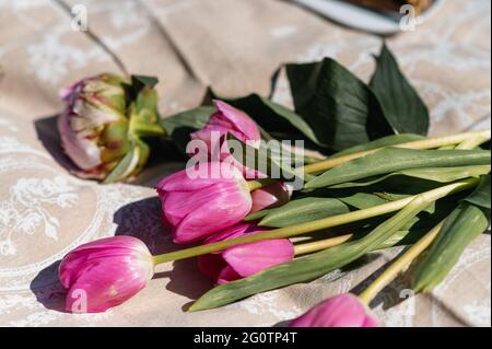 Gros plan de tulipes de cueillette couchées sur une couverture. Banque D'Images