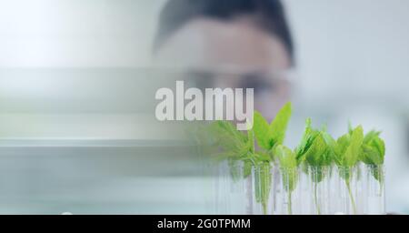 Composition d'une scientifique féminine regardant des plantes dans des tubes à essai en laboratoire avec un espace de copie Banque D'Images