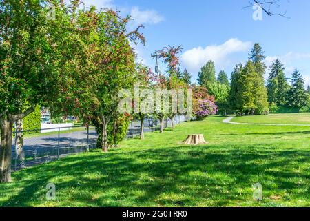 Une vue d'un parc de la ville avec fleurs en fleur au printemps. L'emplacement est Burien, Washington. Banque D'Images