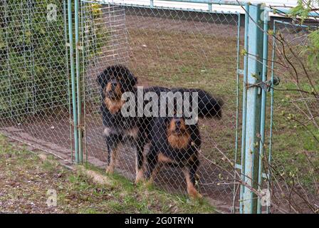 Deux grands mastiffs tibétains derrière la clôture de la maison Banque D'Images