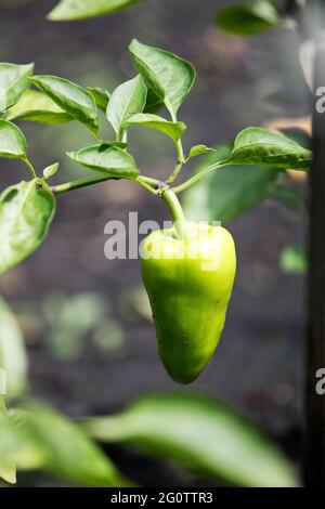 Poivre doux. Gros plan petit poivron vert poussant sur une plante à l'extérieur dans un jardin. Banque D'Images