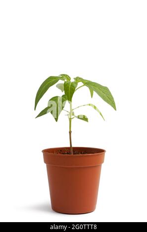 Plantez dans un pot de fleurs sur une table blanche sur fond blanc. Petits plants de piment. Banque D'Images