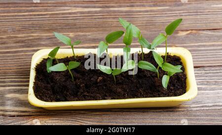 Un petit germe vert dans le sol Banque D'Images