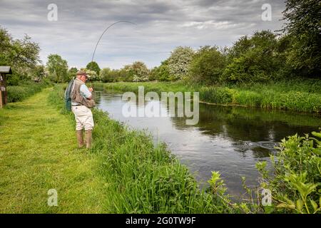 Pêcheur de mouche attrapant la truite brune, River Test, Wherwell, Hampshire, Royaume-Uni. Banque D'Images