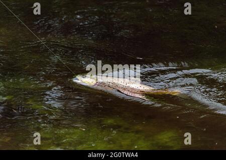 Truite brune emelée dans l'eau ayant été capturée par un pêcheur de mouche, River Test, Wherwell, Hampshire, Royaume-Uni. Banque D'Images