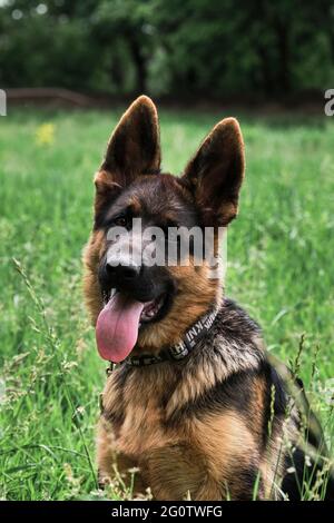 Chiot pour l'économiseur d'écran de bureau ou pour le casse-tête. Portrait du charmant Berger allemand noir et rouge, le chiot est assis dans l'herbe verte et souriant avec sa langue Banque D'Images