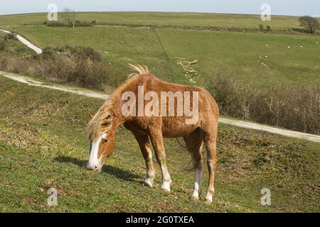 Poney châtaignier paissant sur la colline de la craie de South Downs près de Worthing, West Sussex, Angleterre Banque D'Images