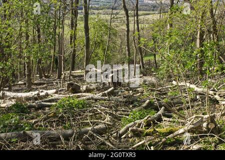 Les cendres (Fraxinus excelsior) sont coupées en raison de la maladie du dos de la cendre. Cissbury Ring sur South Downs, Worthing, West Sussex, Angleterre Banque D'Images