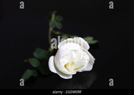 Rose blanche sur fond de verre noir. Fleur avec feuilles Banque D'Images
