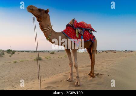 Camelus dromedarius est un grand animal désertique à bout égal avec une bosse sur le dos. Un chameau avec traditioal dresse, attend les touristes. Banque D'Images