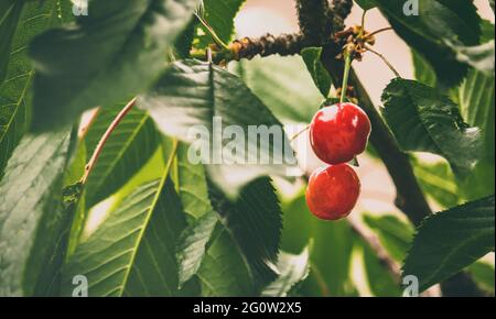 Des cerises aux fruits rouges juteuses, mûres, délicieuses sont accrochées à l'arbre pour être cueillies le jour de l'été. Banque D'Images