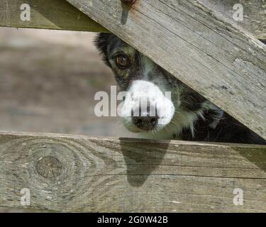 bordé collie sheepdogming à travers une porte Banque D'Images