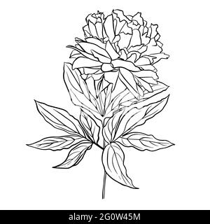 Le contour d'un bourgeon de pivoine. Clipart vecteur isolé. Motif botanique monochrome dessiné à la main minimal. Illustration de Vecteur