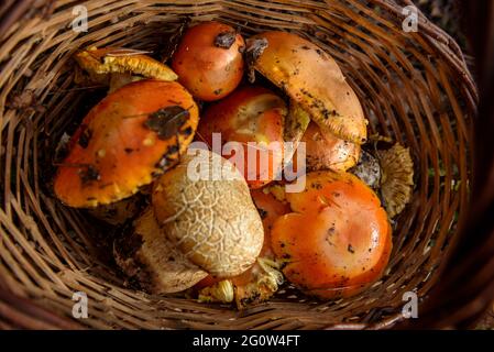 Amanita caesarea dans la forêt. C'est l'un des champignons les plus savoureux et les plus rares des PréPyrénées catalanes (Barcelone, Catalogne, Espagne) Banque D'Images