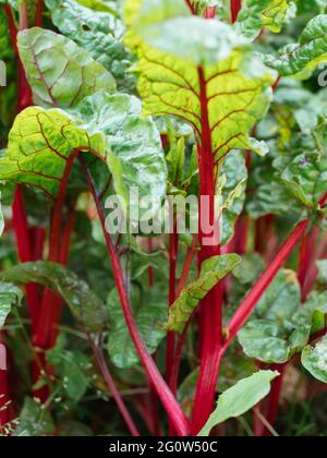 Verger suisse à tiges rouges (var. vulkan rouge) dans un jardin. Banque D'Images