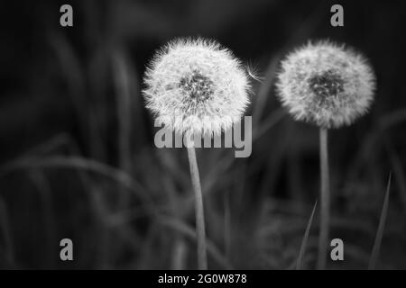 Fleurs de pissenlit avec têtes de graines moelleuses, photo en noir et blanc Banque D'Images