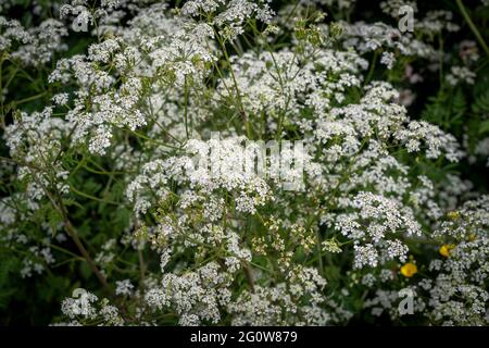 Fleurs blanches de persil de vache (Anthriscus sylvestris) Banque D'Images