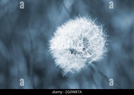 Tête de semence d'une fleur de pissenlit, photo macro avec effet filtre ton sur ton bleu Banque D'Images