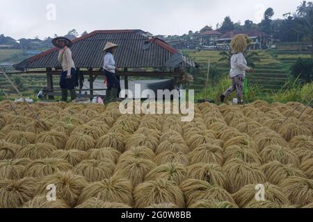 Tabanan, Bali, Indonésie. 3 juin 2021. Les agriculteurs cultivent du paddy à la terrasse de riz de Jatiluwih au début de la saison de récolte. Jatiluwih Rice Terrace est un producteur de riz de bonne qualité de 53.000 hectares à Bali, et a été nommé site du patrimoine de l'UNESCO, en raison de leur capacité à maintenir le patrimoine culturel local sous forme de système d'irrigation de l'eau géré traditionnellement par SUBAK. (Image de crédit : © Dicky BisinglasiZUMA Wire) Banque D'Images