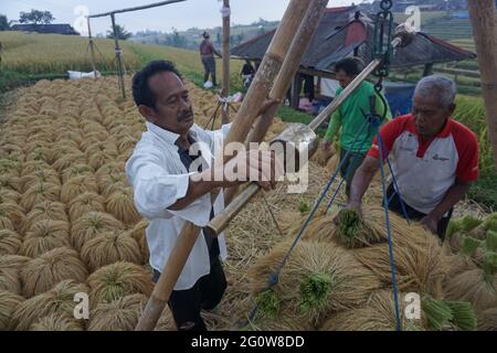 Tabanan, Bali, Indonésie. 3 juin 2021. Les agriculteurs cultivent du paddy à la terrasse de riz de Jatiluwih au début de la saison de récolte. Jatiluwih Rice Terrace est un producteur de riz de bonne qualité de 53.000 hectares à Bali, et a été nommé site du patrimoine de l'UNESCO, en raison de leur capacité à maintenir le patrimoine culturel local sous forme de système d'irrigation de l'eau géré traditionnellement par SUBAK. (Image de crédit : © Dicky BisinglasiZUMA Wire) Banque D'Images