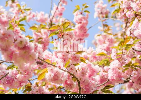 Arbre en fleurs roses Banque D'Images