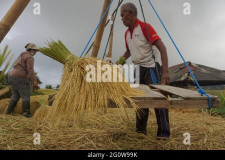 Tabanan, Bali, Indonésie. 3 juin 2021. Les agriculteurs cultivent du paddy à la terrasse de riz de Jatiluwih au début de la saison de récolte. Jatiluwih Rice Terrace est un producteur de riz de bonne qualité de 53.000 hectares à Bali, et a été nommé site du patrimoine de l'UNESCO, en raison de leur capacité à maintenir le patrimoine culturel local sous forme de système d'irrigation de l'eau géré traditionnellement par SUBAK. (Image de crédit : © Dicky BisinglasiZUMA Wire) Banque D'Images