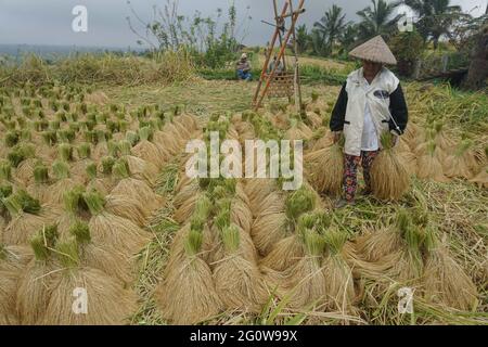 Tabanan, Bali, Indonésie. 3 juin 2021. Les agriculteurs cultivent du paddy à la terrasse de riz de Jatiluwih au début de la saison de récolte. Jatiluwih Rice Terrace est un producteur de riz de bonne qualité de 53.000 hectares à Bali, et a été nommé site du patrimoine de l'UNESCO, en raison de leur capacité à maintenir le patrimoine culturel local sous forme de système d'irrigation de l'eau géré traditionnellement par SUBAK. (Image de crédit : © Dicky BisinglasiZUMA Wire) Banque D'Images