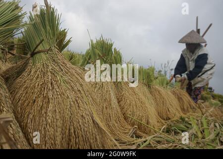 Tabanan, Bali, Indonésie. 3 juin 2021. Les agriculteurs cultivent du paddy à la terrasse de riz de Jatiluwih au début de la saison de récolte. Jatiluwih Rice Terrace est un producteur de riz de bonne qualité de 53.000 hectares à Bali, et a été nommé site du patrimoine de l'UNESCO, en raison de leur capacité à maintenir le patrimoine culturel local sous forme de système d'irrigation de l'eau géré traditionnellement par SUBAK. (Image de crédit : © Dicky BisinglasiZUMA Wire) Banque D'Images