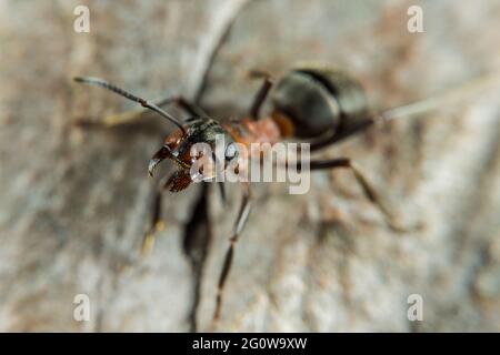 Ant en bois rouge en gros plan Banque D'Images