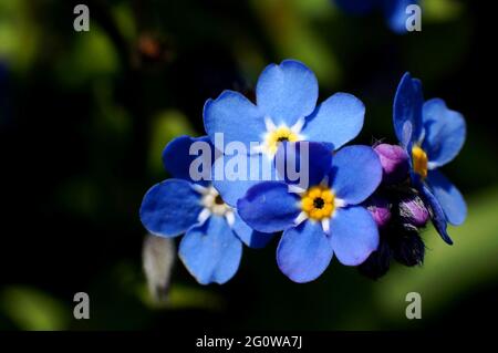 Gros plan extrême de Forget Me Not Flowers (Myosotis) avec un fond sombre et doux Banque D'Images